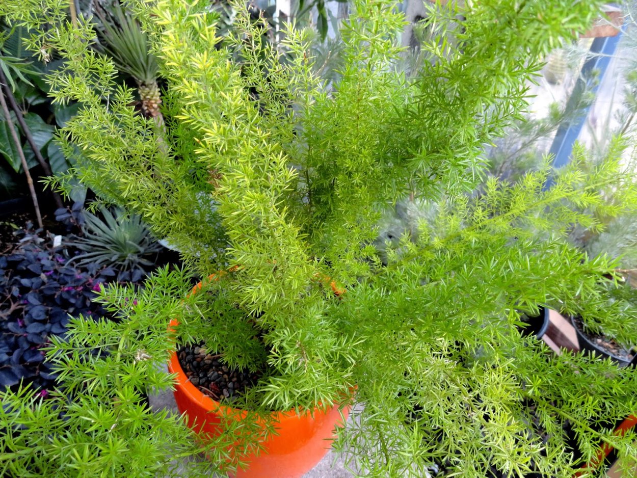 Аспарагус перистый