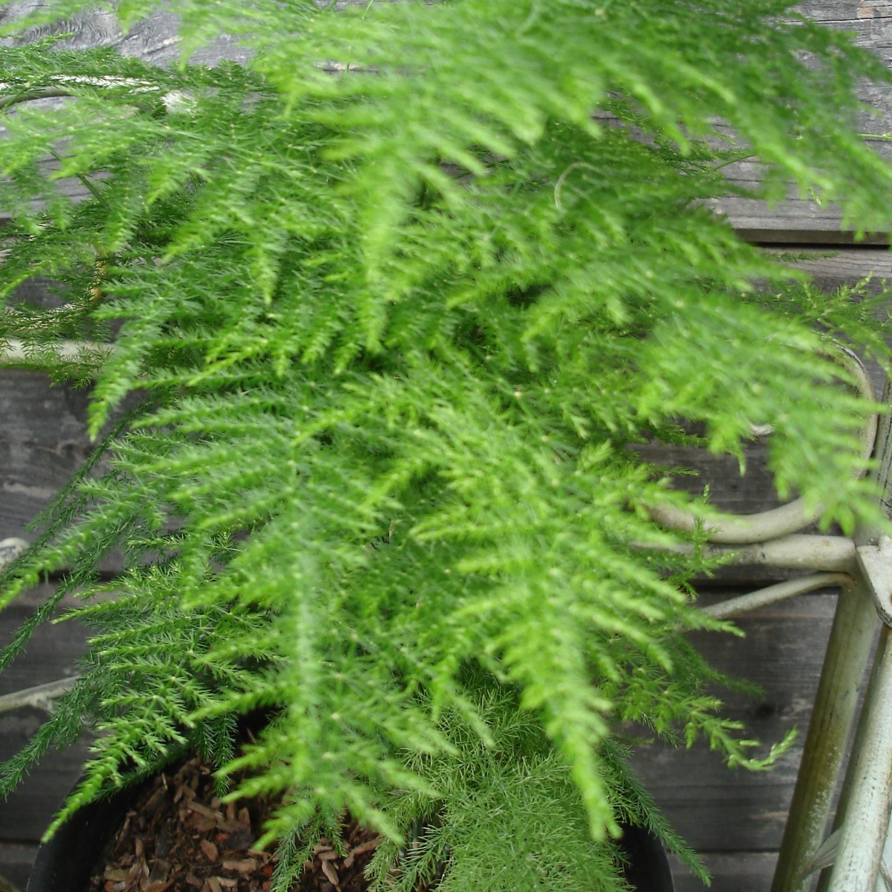 Аспарагус перистый размножение