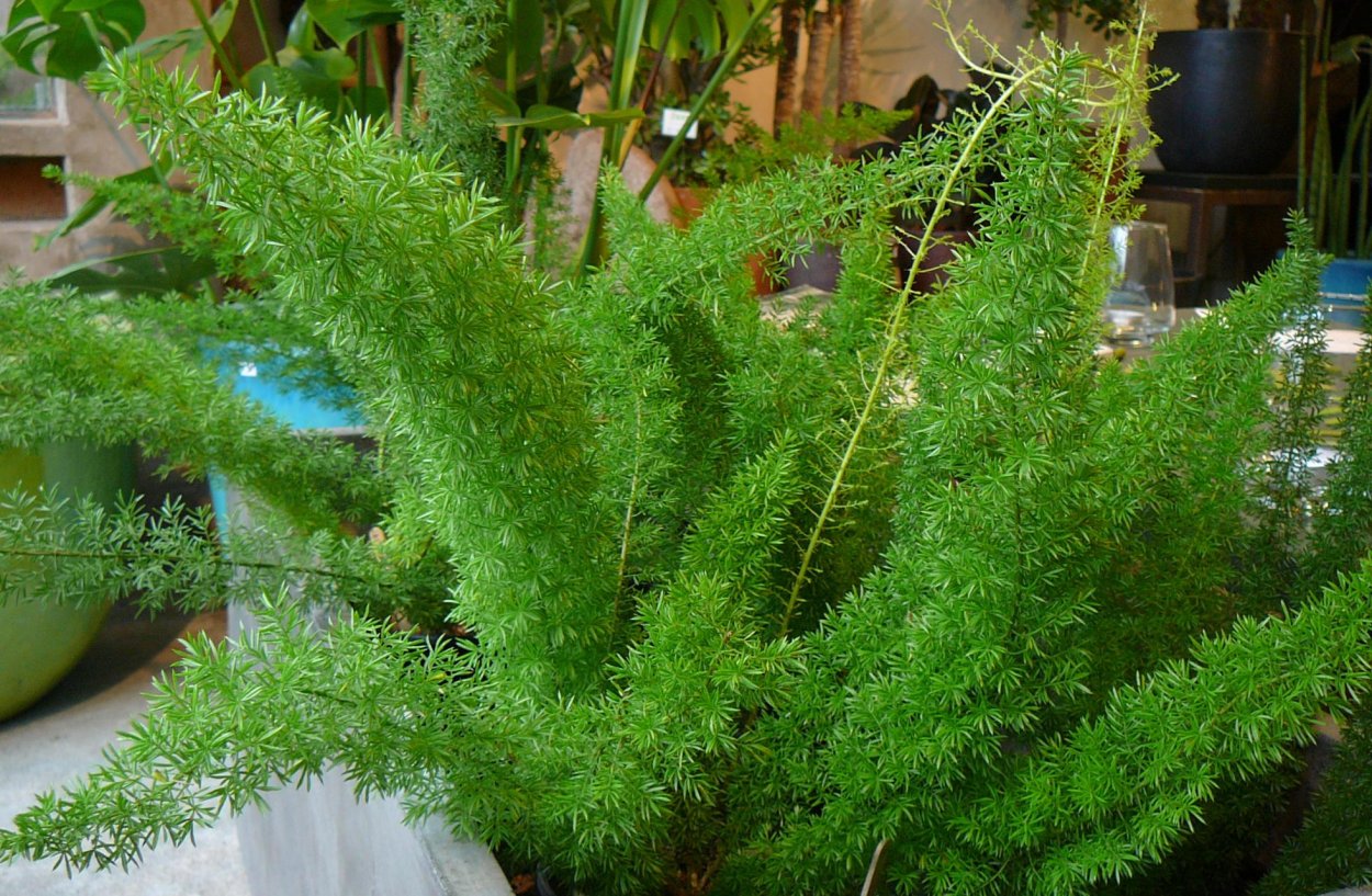 Аспарагус триферн