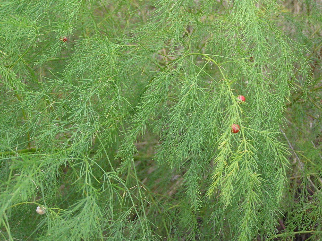 Аспарагус перистый