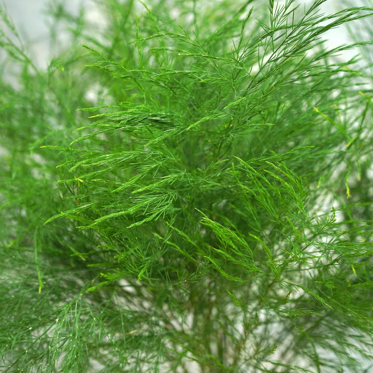 Триферн Tree Fern