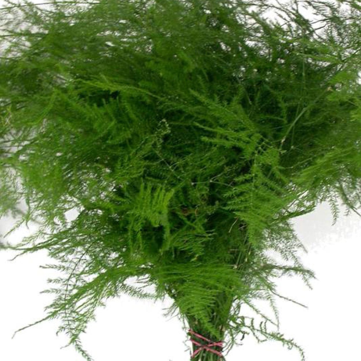 Аспарагус перистый (Плюмозус)