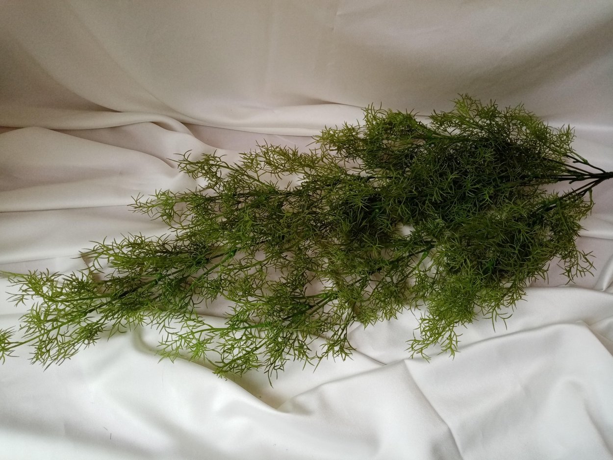 Аспарагус перистый