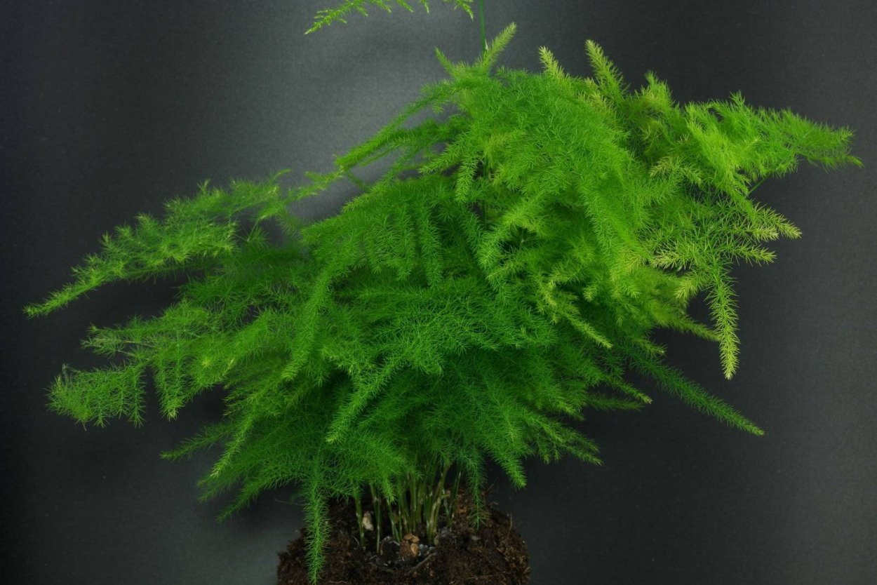 Аспарагус триферн