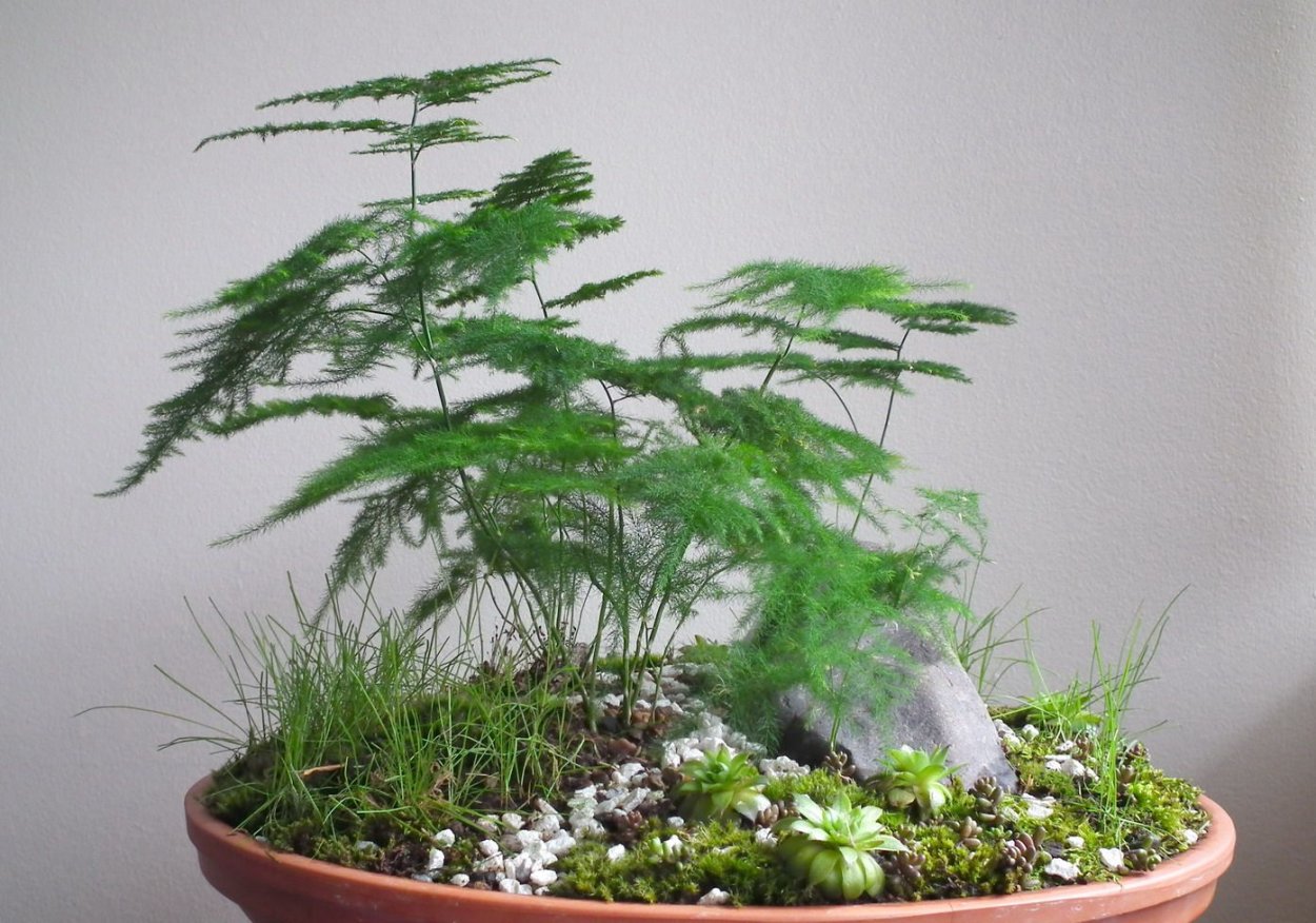 Аспарагус перистый