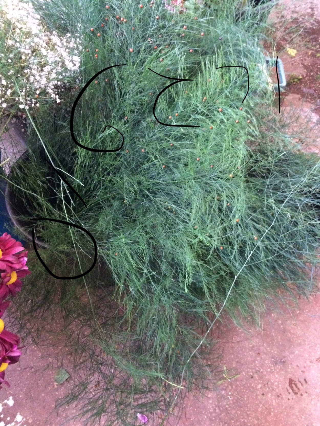 Аспарагус Виргатус