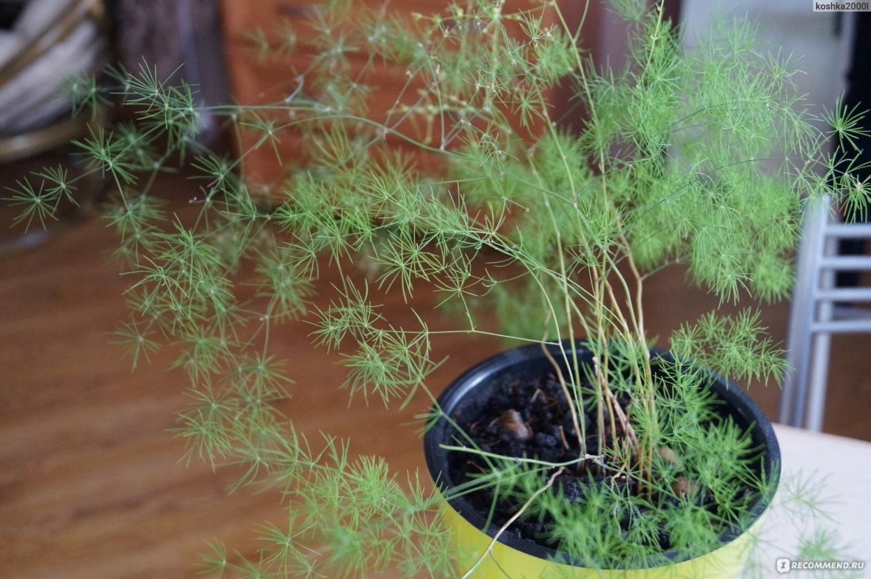 Аспарагус Плюмозус