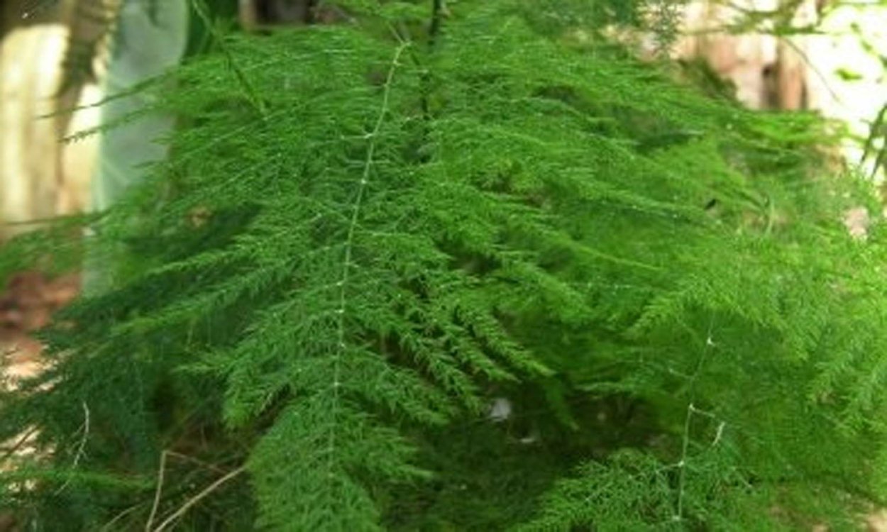 Аспарагус Шпренгера