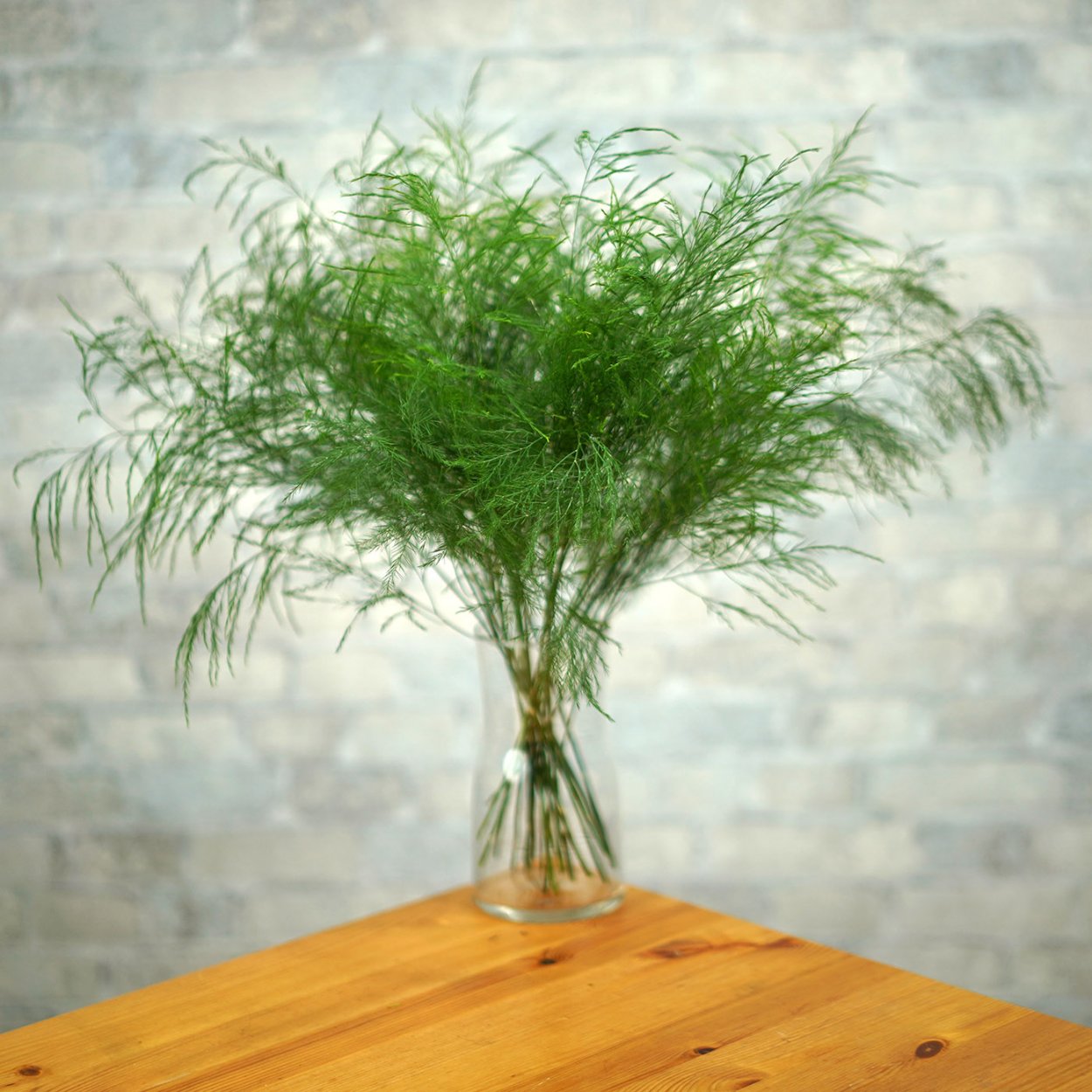 Аспарагус перистый (Asparagus plumosus)