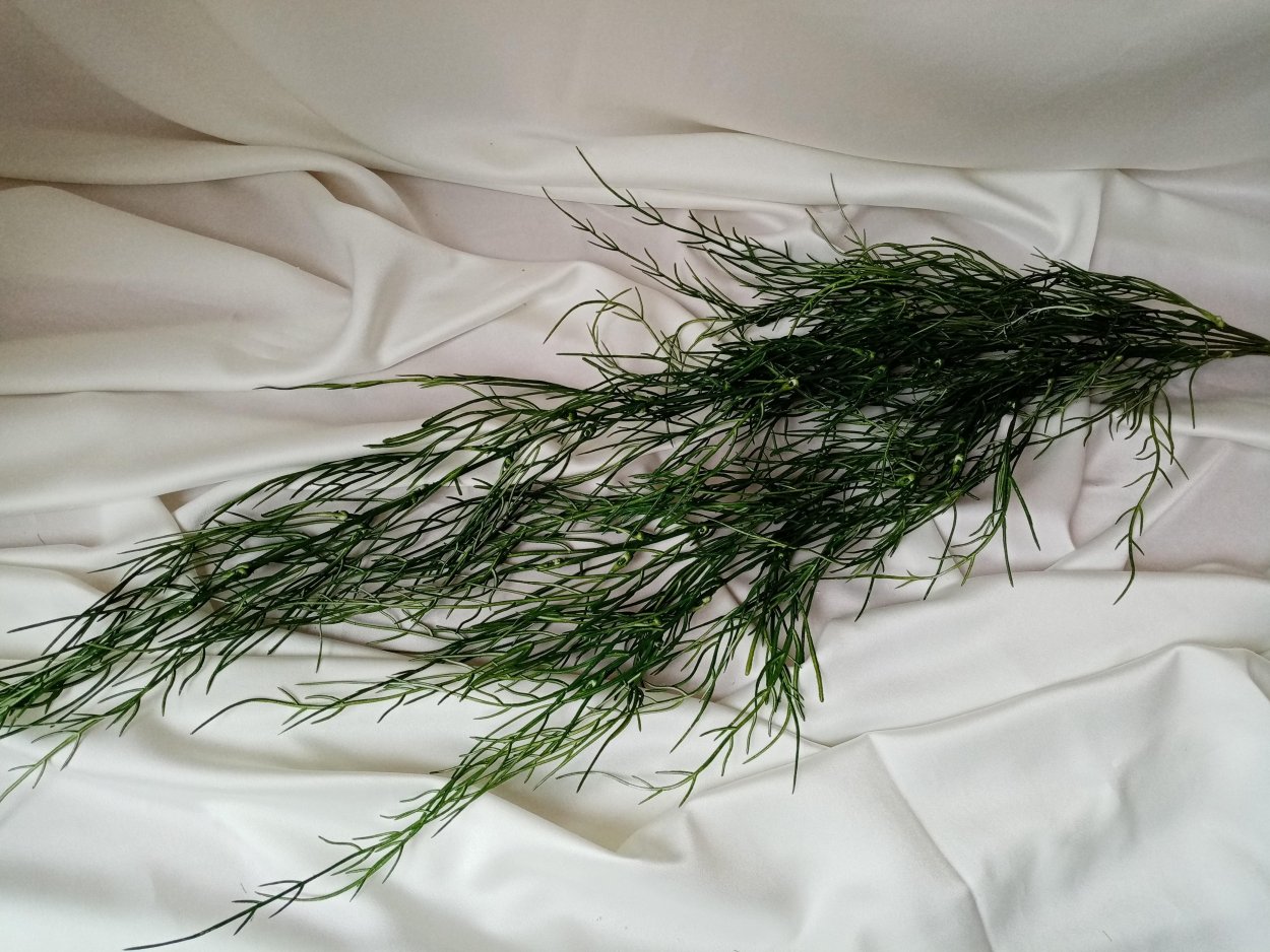 Аспарагус перистый