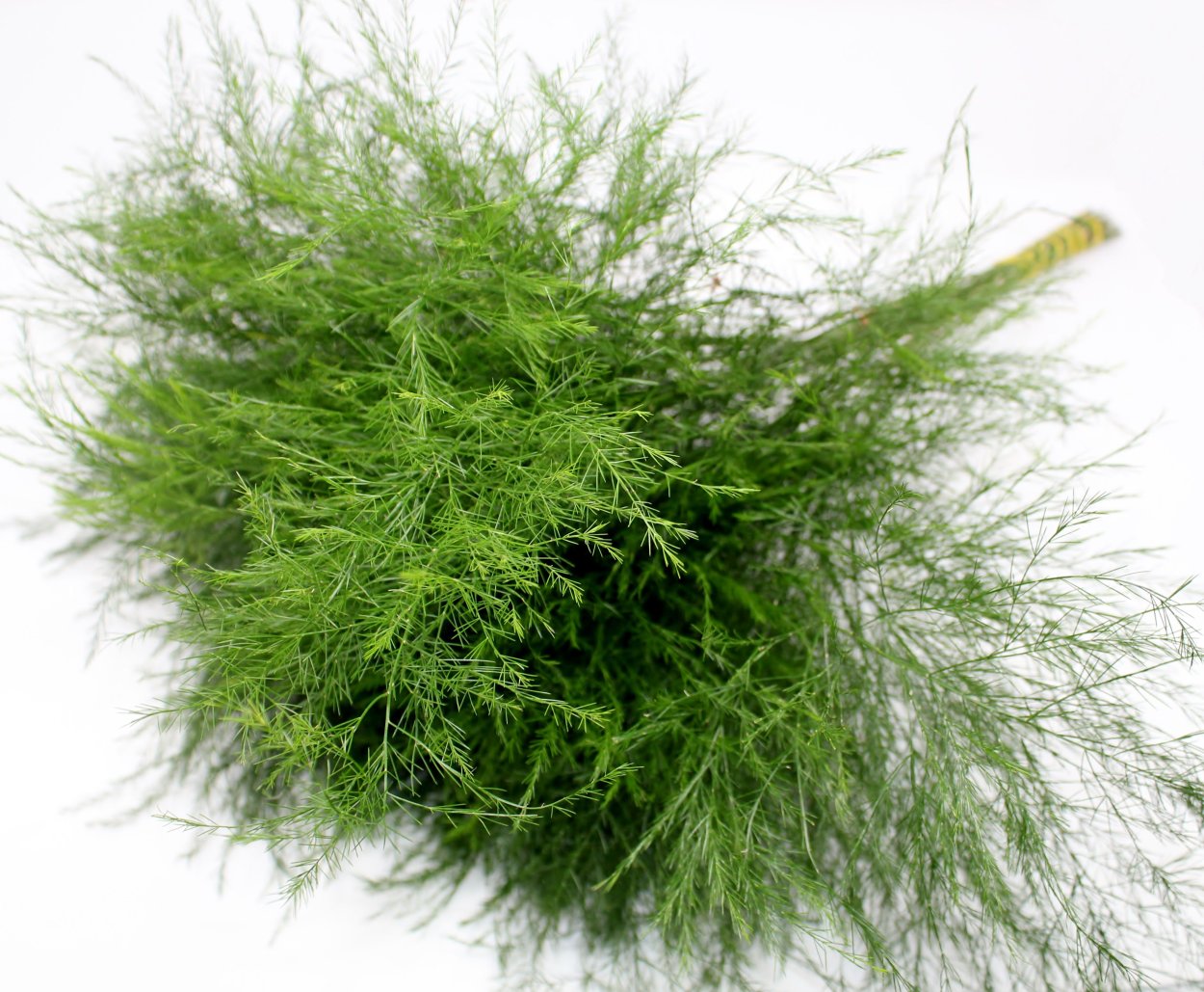 Листья хвоща игольчатые или чешуйчатые