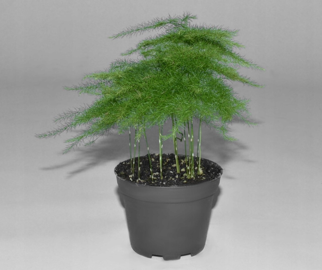 Аспарагус Шпренгера Вивальди