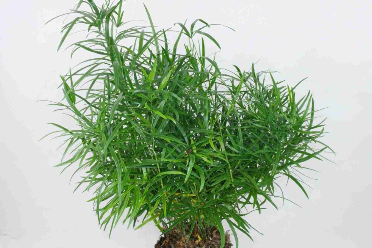 Листья аспарагус Виргатус