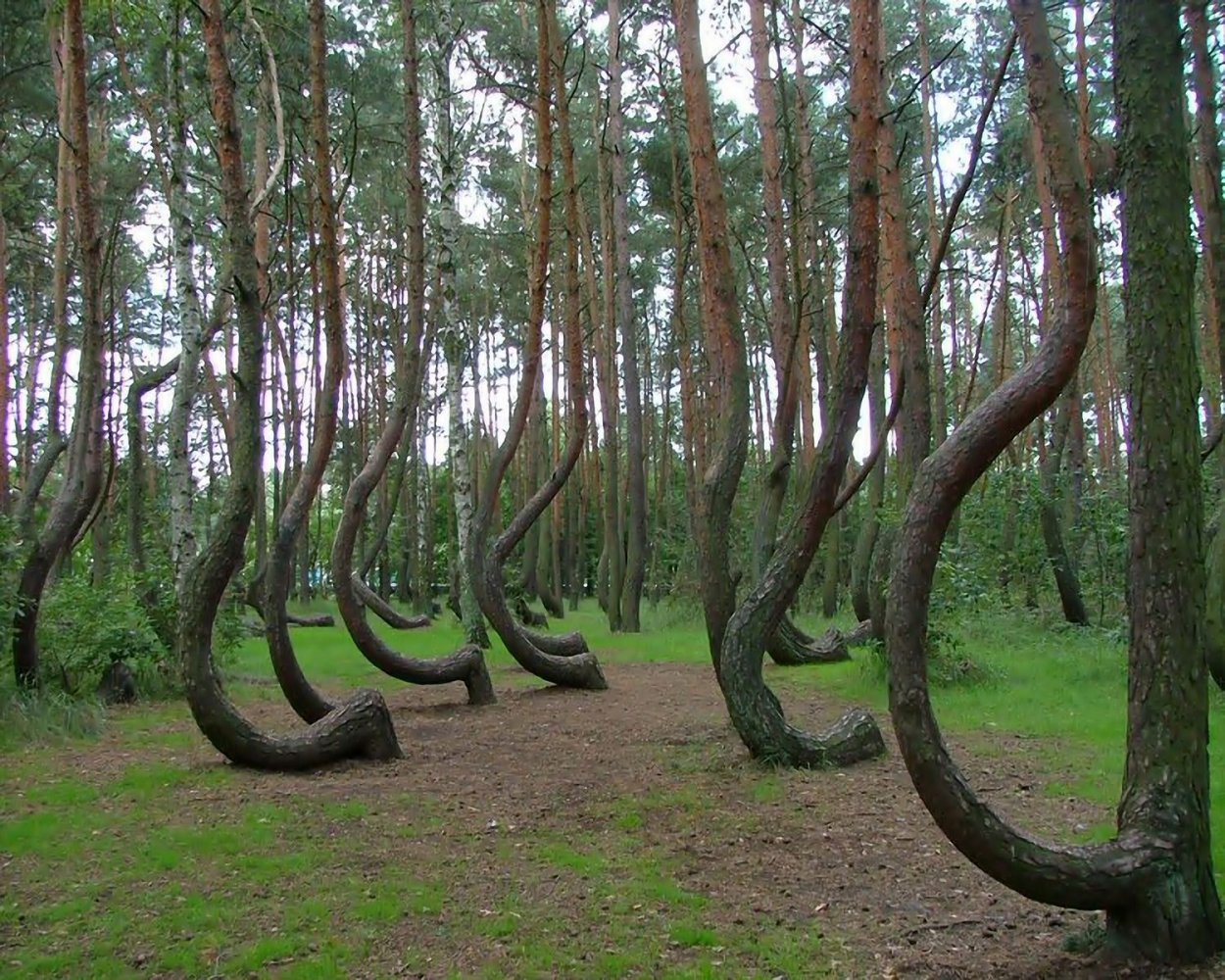 Ряд деревьев. Куршская коса национальный парк Танцующий лес. Куршская коса Калининград пьяный лес. Куршская коса Кривой лес. Танцующие деревья Куршская коса.