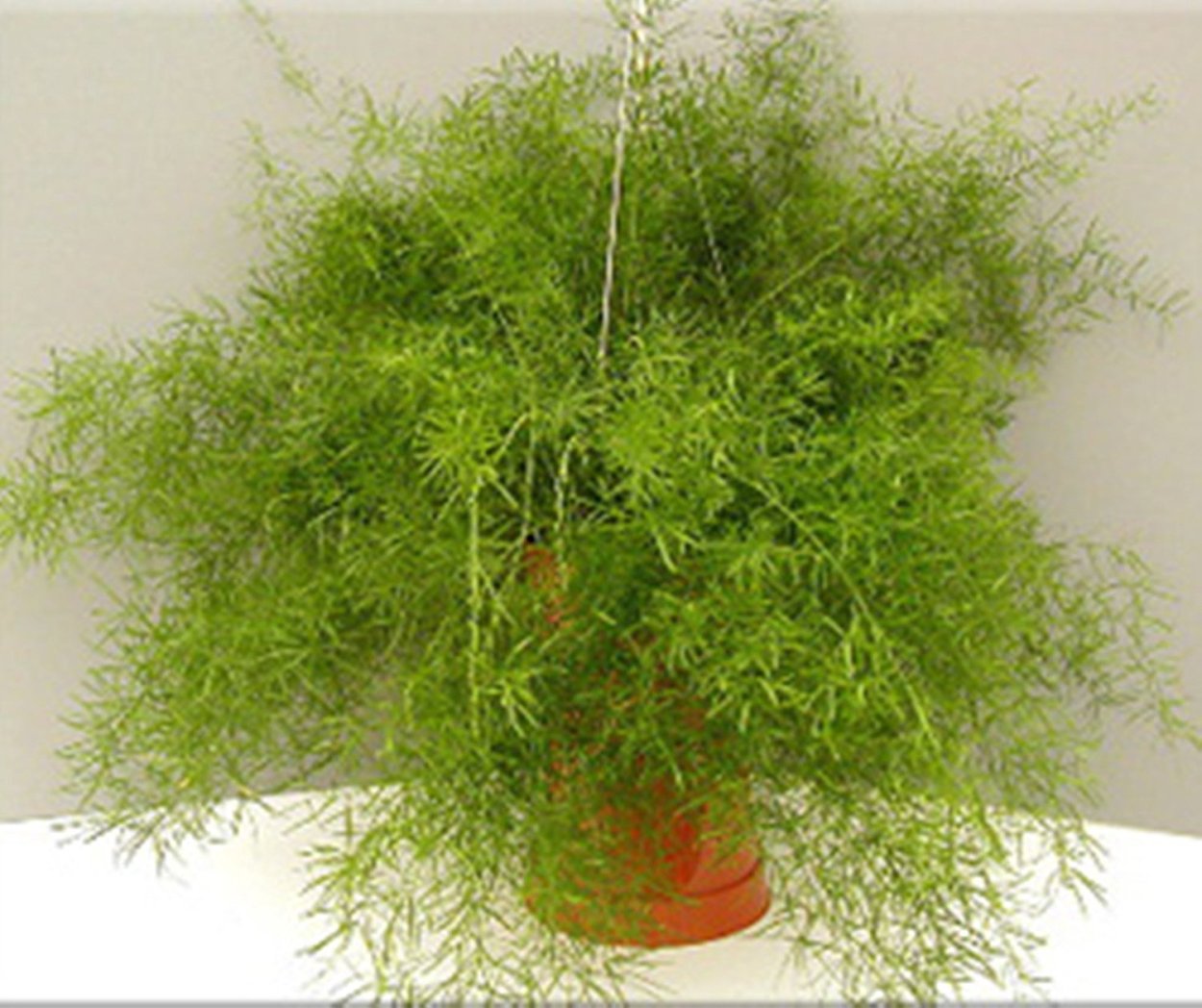 Аспарагус паспорт растения для детского сада