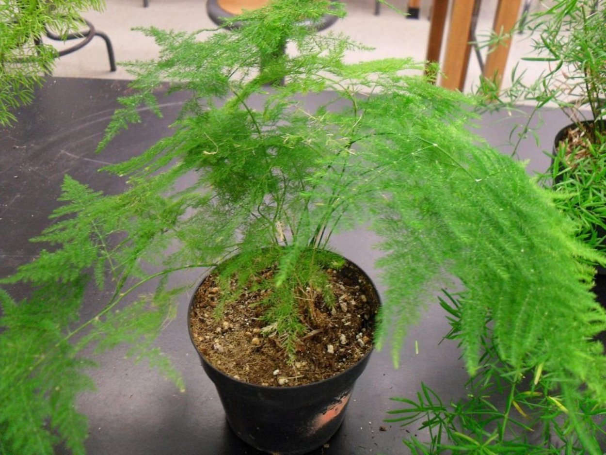 Аспарагус Шпренгера семена