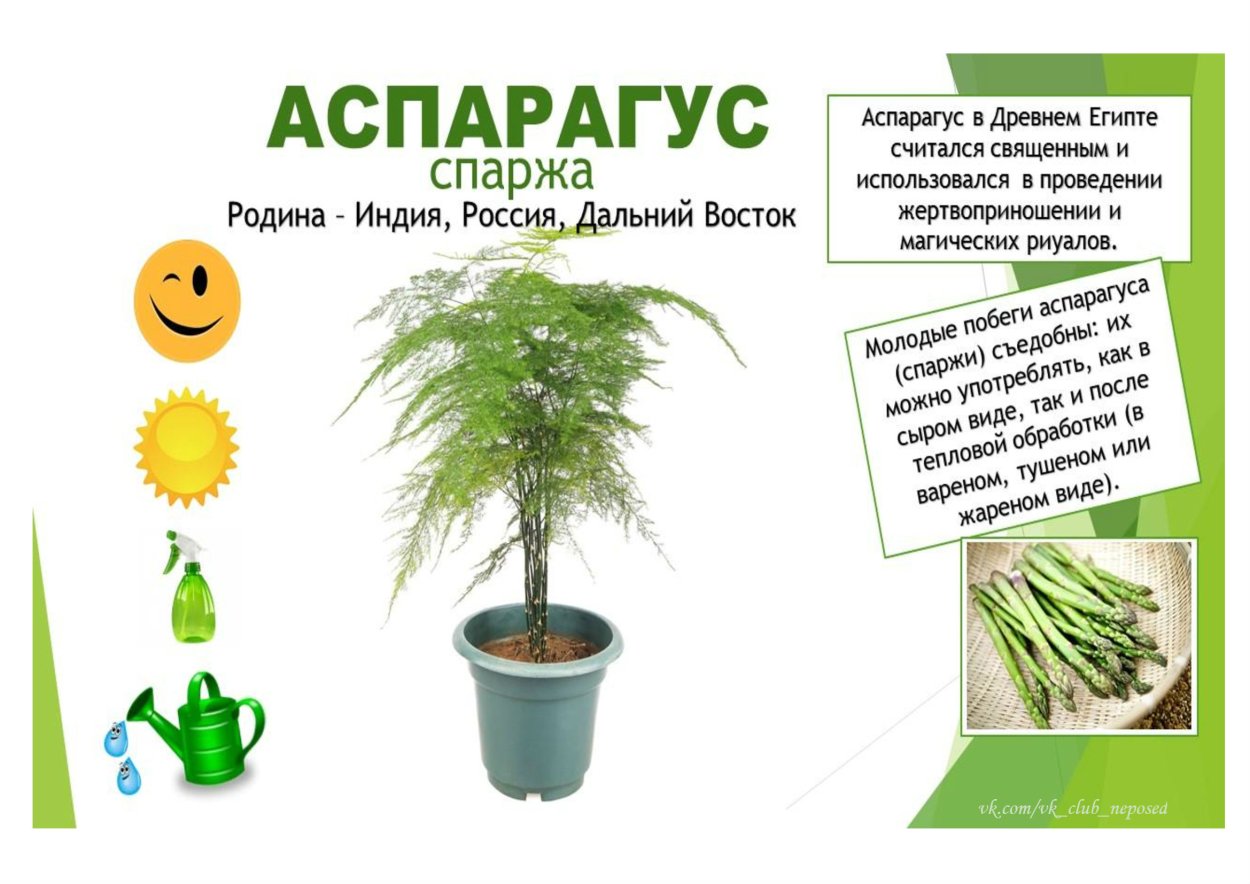 Папоротник спаржи (аспарагус)