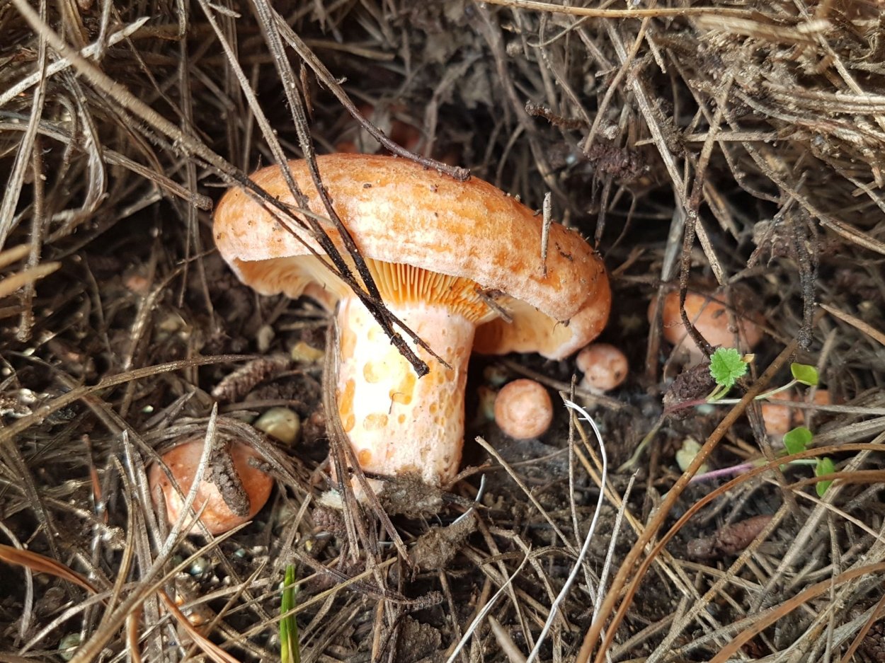 Рыжик Сосновый/Боровой (Lactarius deliciosus);