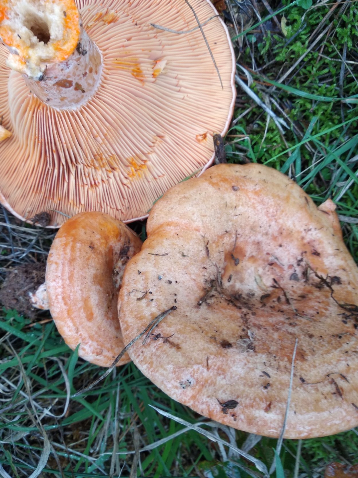 Рыжик Сосновый/Боровой (Lactarius deliciosus);