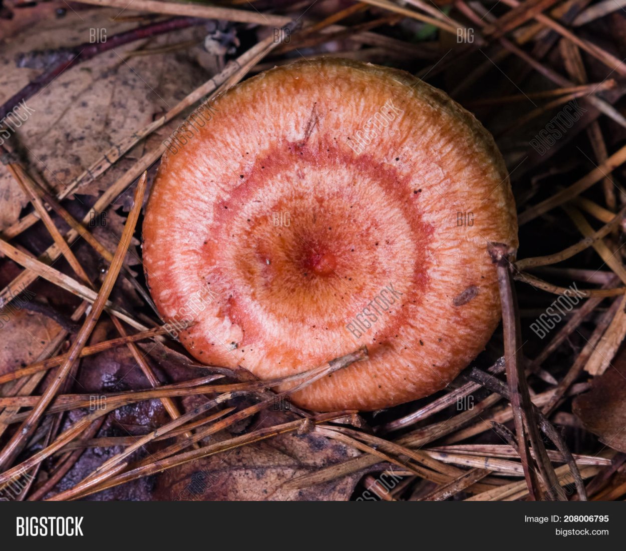 Волнушка грибгриб Рыжик