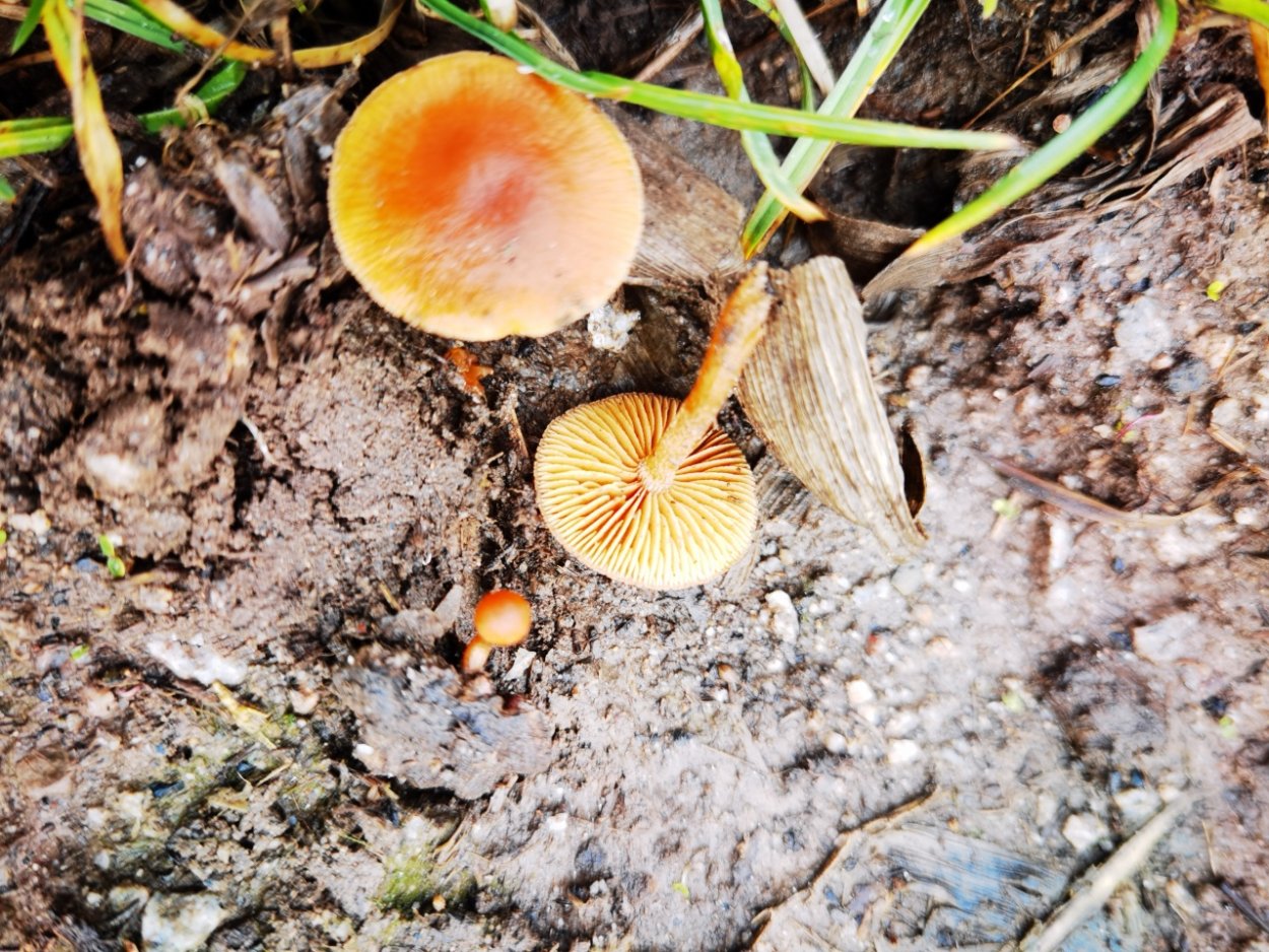 Опята рыжики