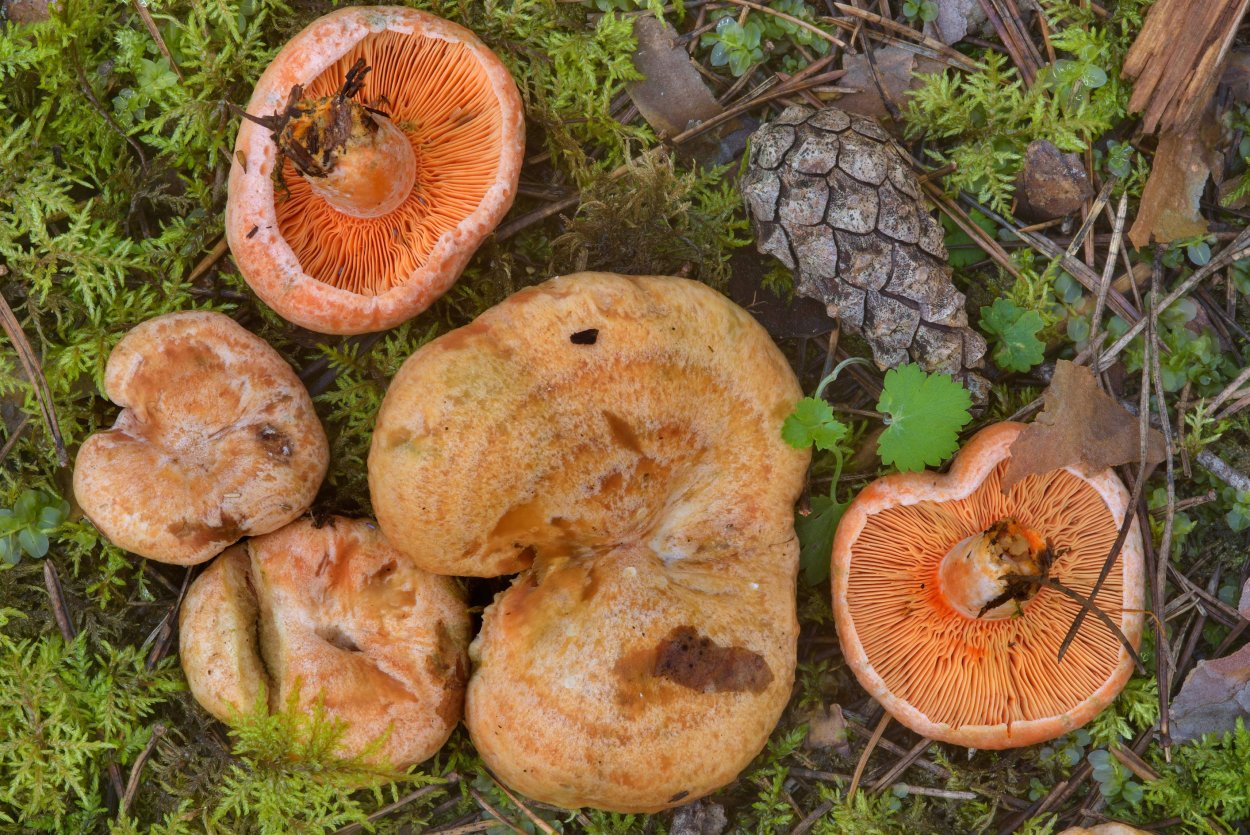 Рыжик еловый (Lactarius deterrimus)