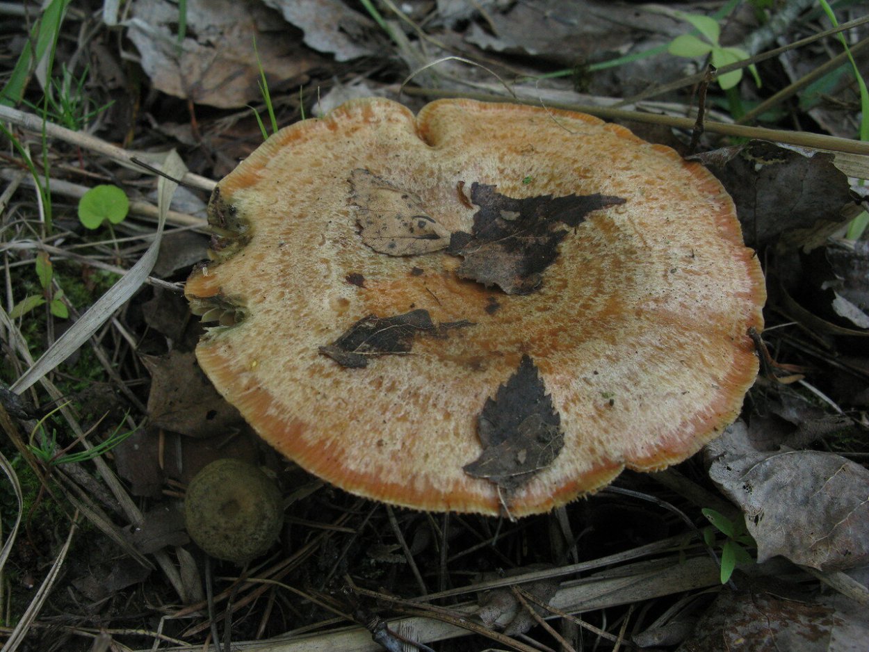 Рыжик Сосновый/Боровой (Lactarius deliciosus);