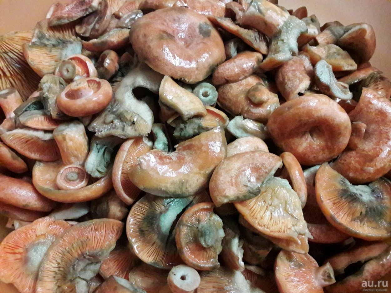 Грибы рыжики ложные