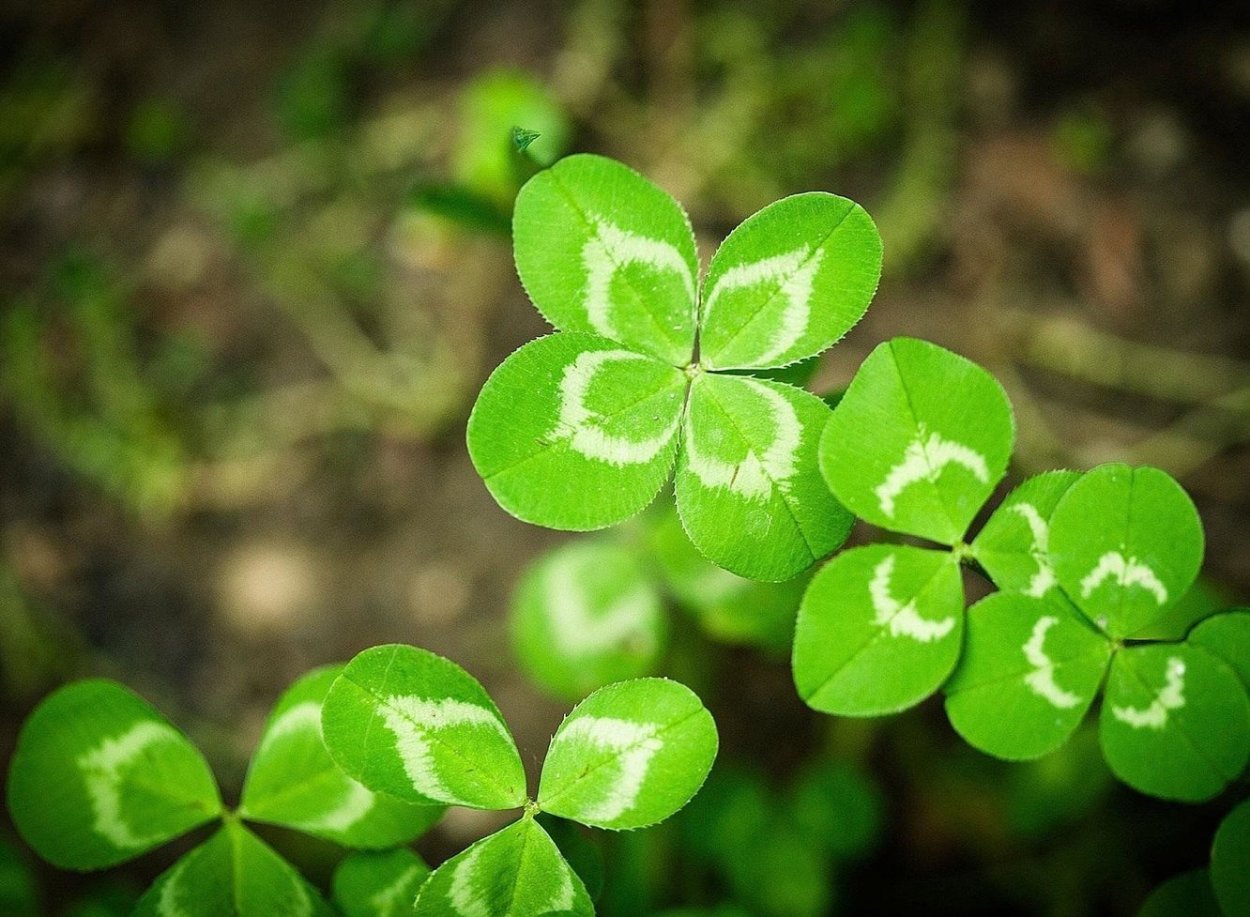 ЭМОДЖИ Клевер