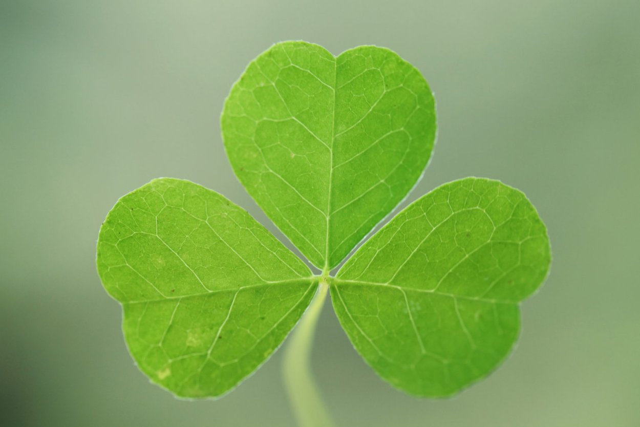 Клевер стикер
