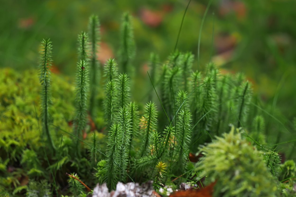 Плаун Баранец