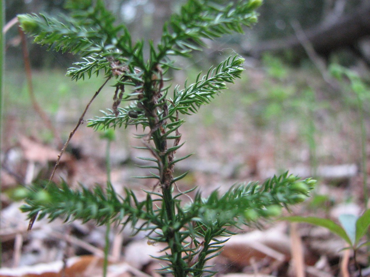 Баранец Плауновидные растения