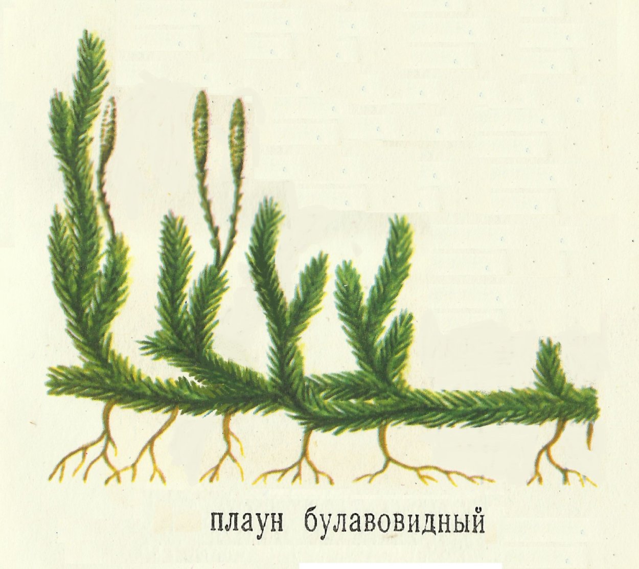 Ликоподиум 1 м