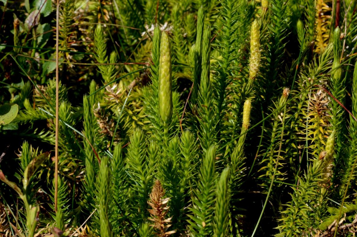 Lycopodium Saururus