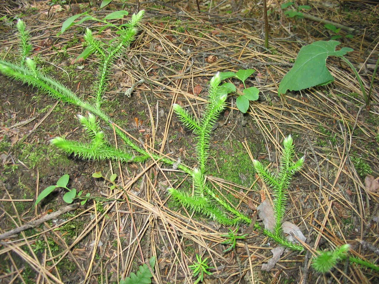 Ликоподий психотип