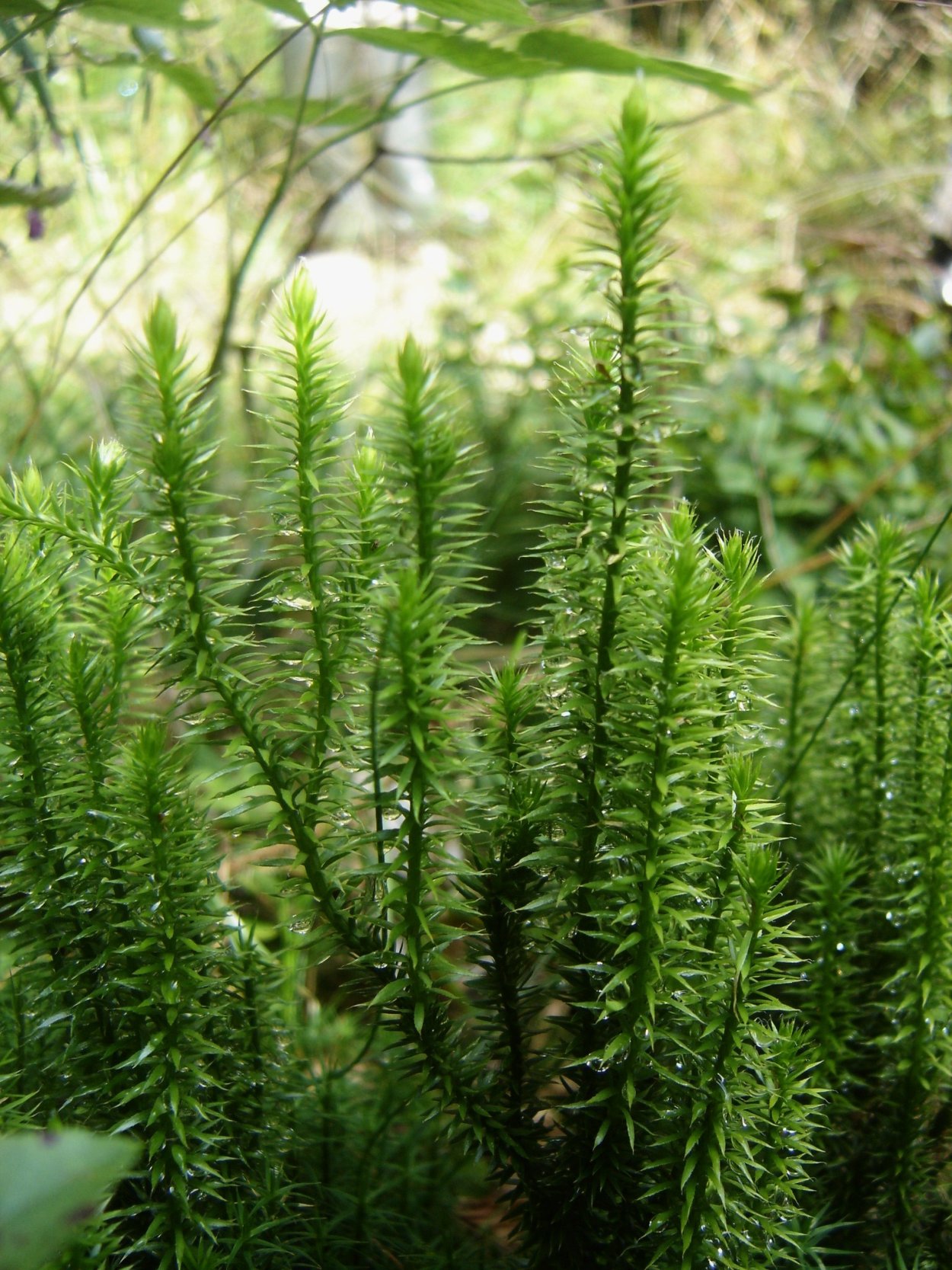 Плаун булавовидный Lycopodium clavatum l.