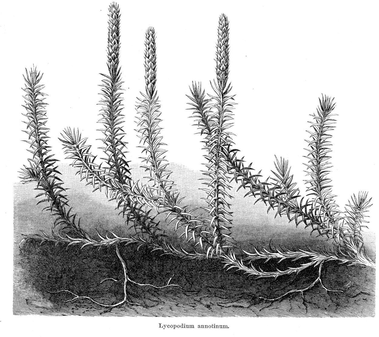 Плаун годичный Lycopodium annotinum l. 2