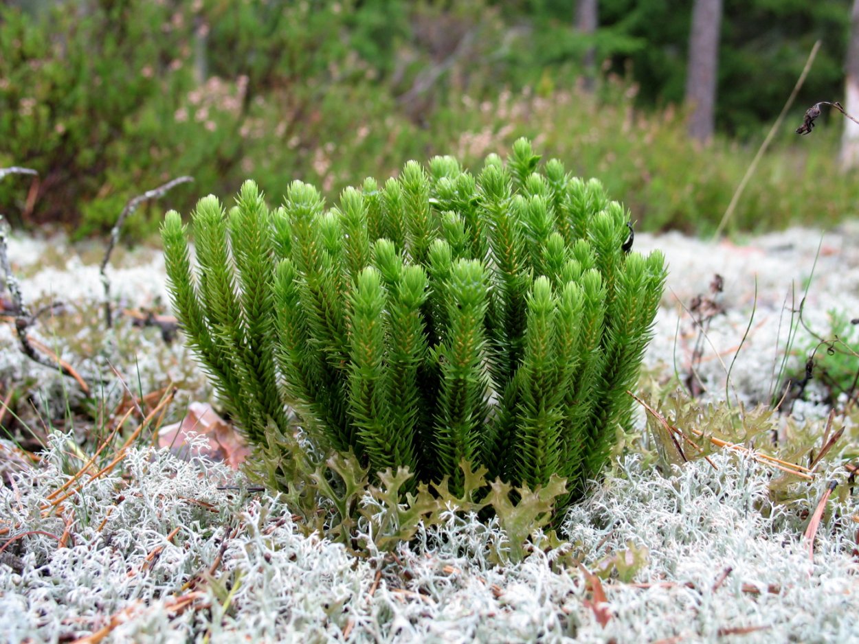 Lycopodium Saururus
