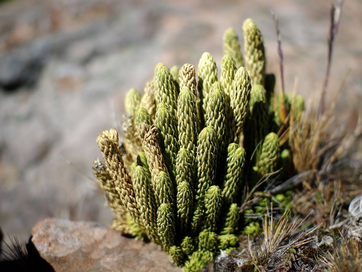 Diphasiastrum complanatum