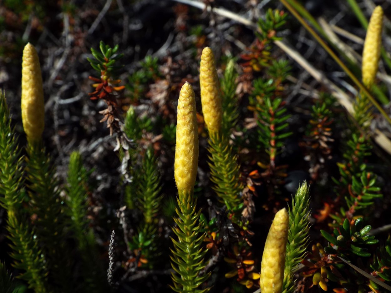 Плауны Эпифиты