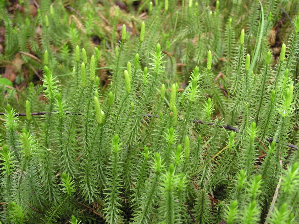 Club Moss