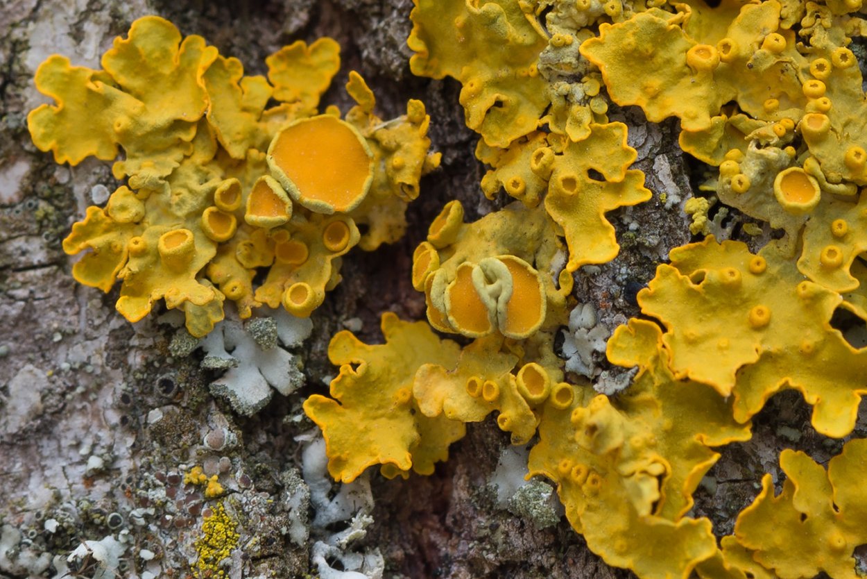Xanthoria polycarpa