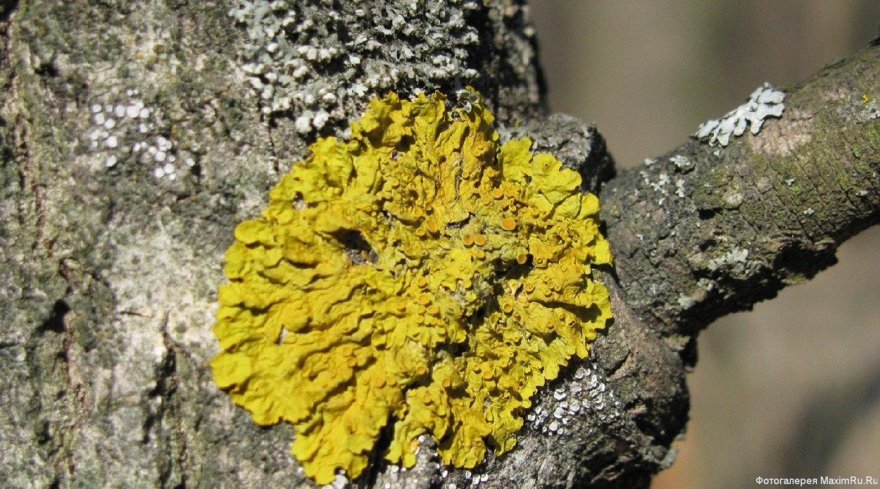 Лицедея лишайник ксантория