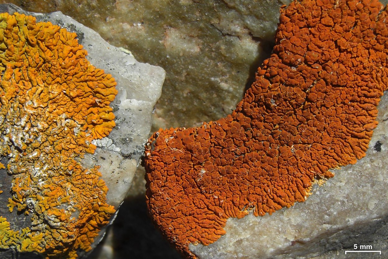 Лишайник на заборе