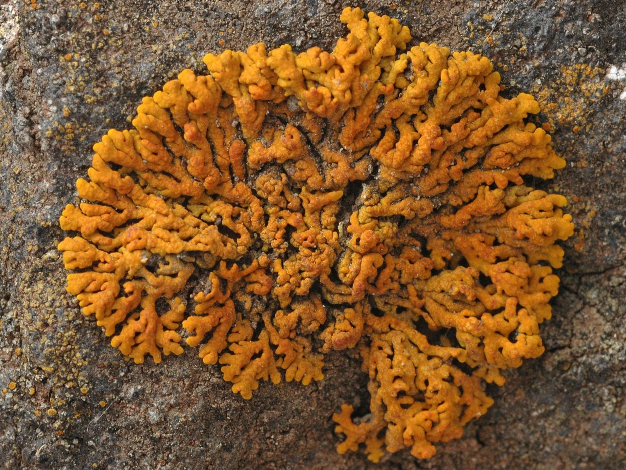 Ксантория (Xanthoria),