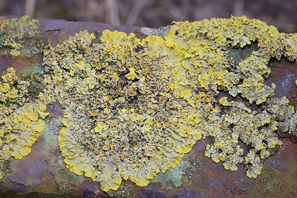 Гриб ксантория