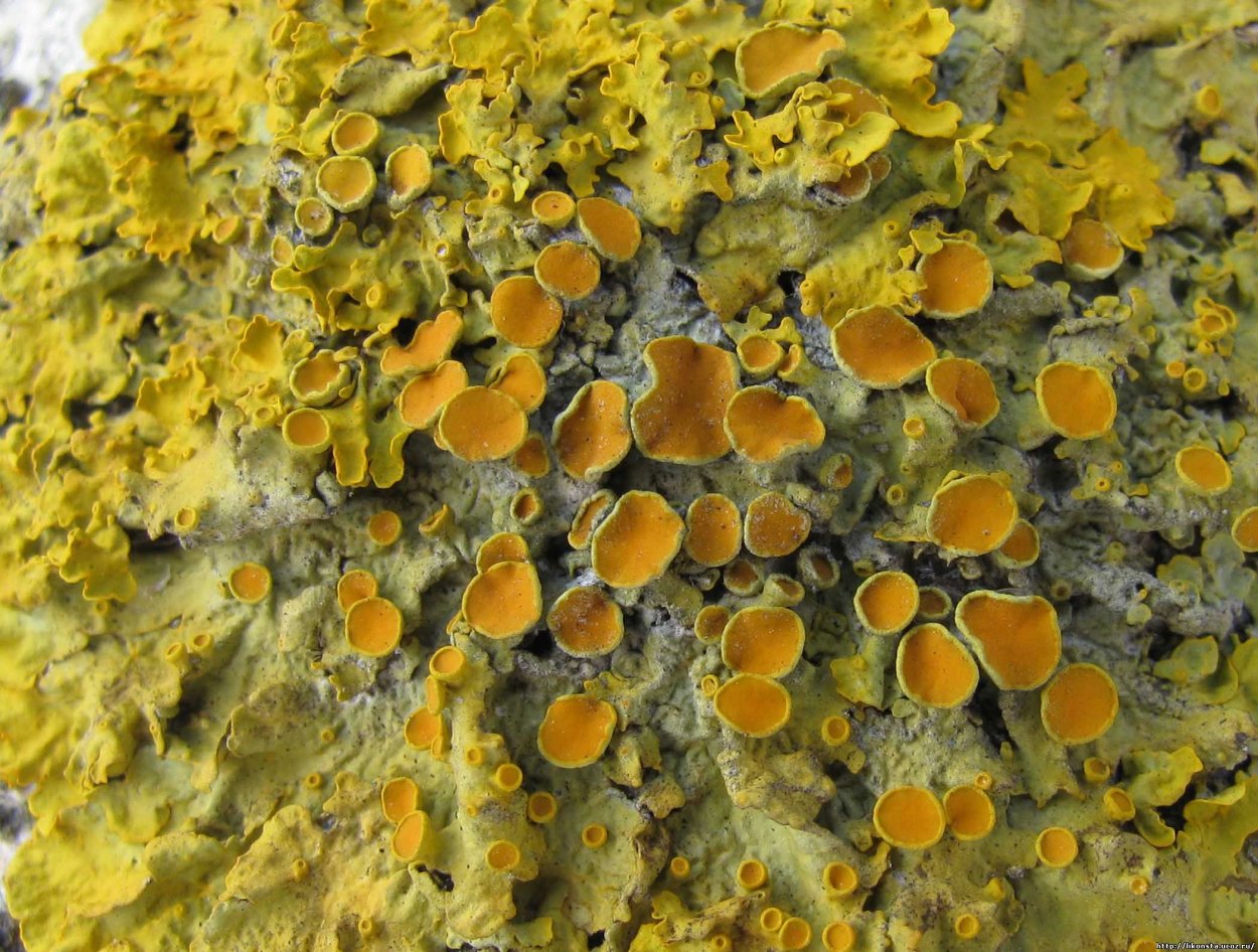 Лишайники ксантория многоплодная