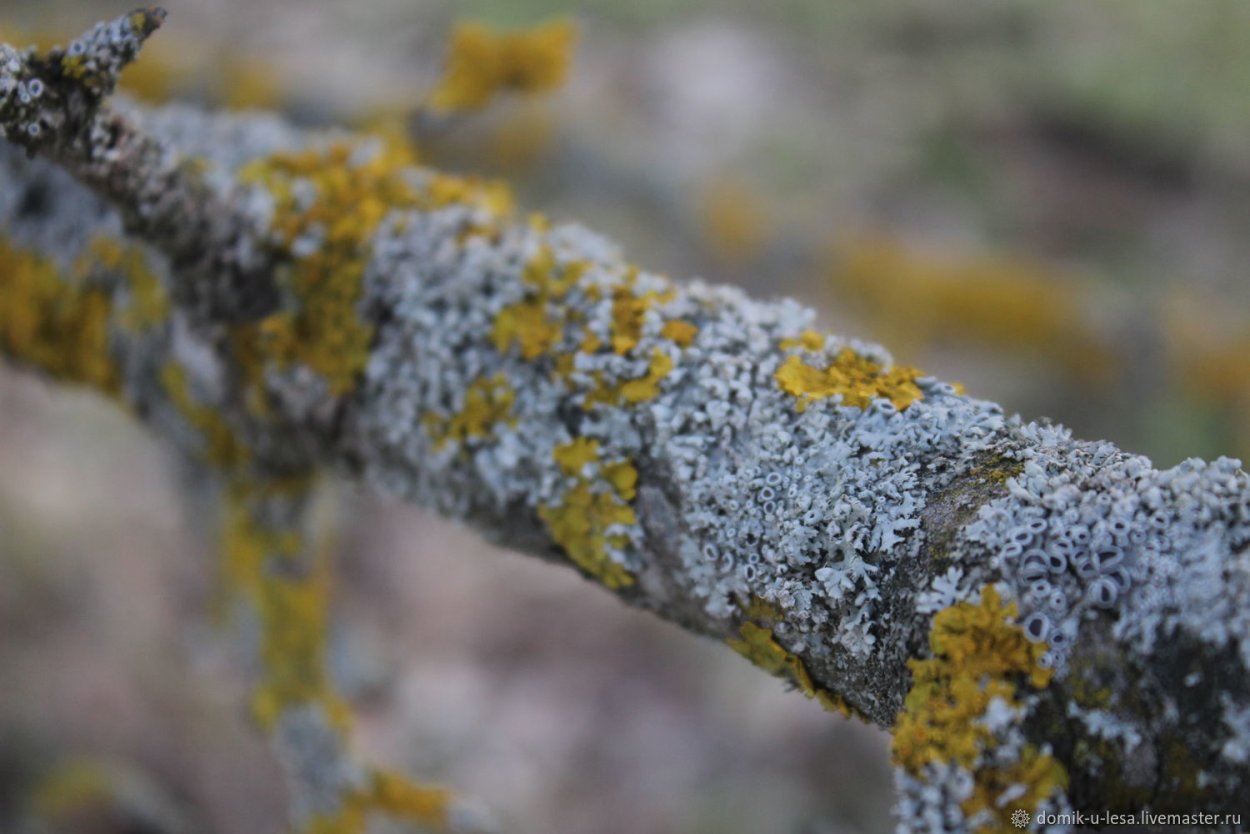 Xanthoria fallax