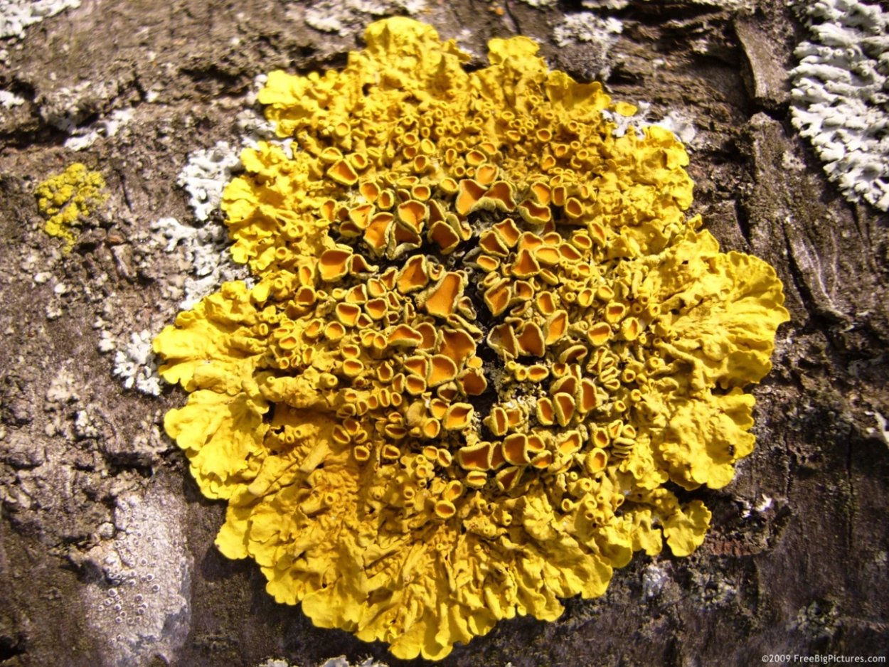 Ксантория стенная золотянка