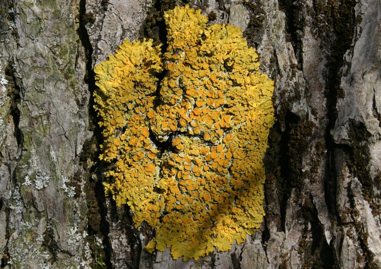 Лицедея лишайник ксантория